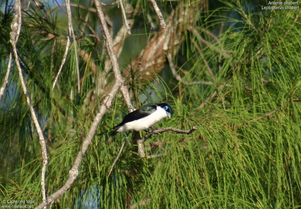 Chabert Vanga male, identification