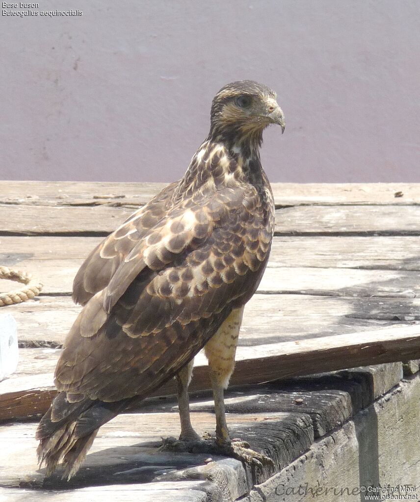 Rufous Crab Hawk