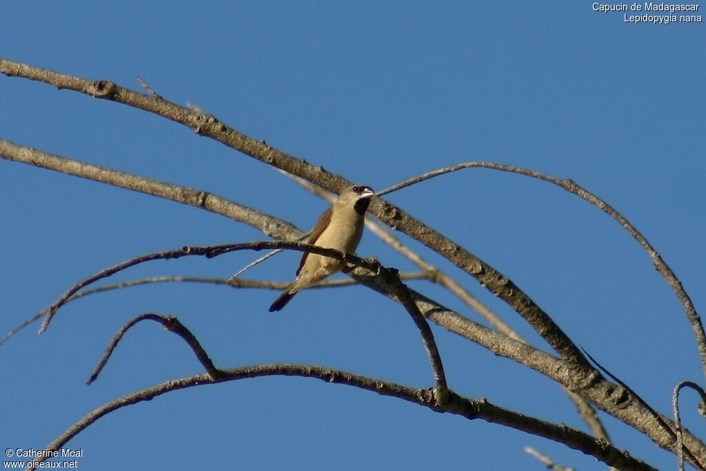 Capucin de Madagascar