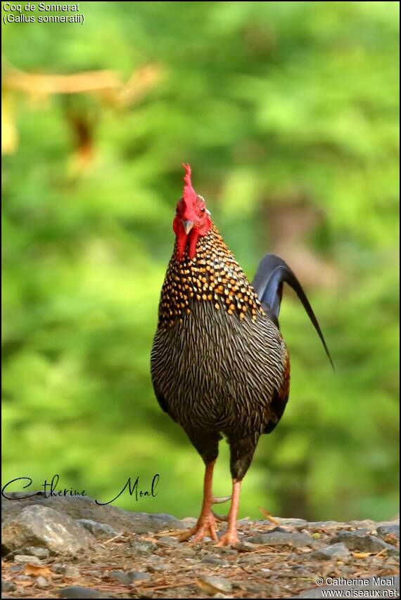 Coq de Sonnerat, identification, composition, marche