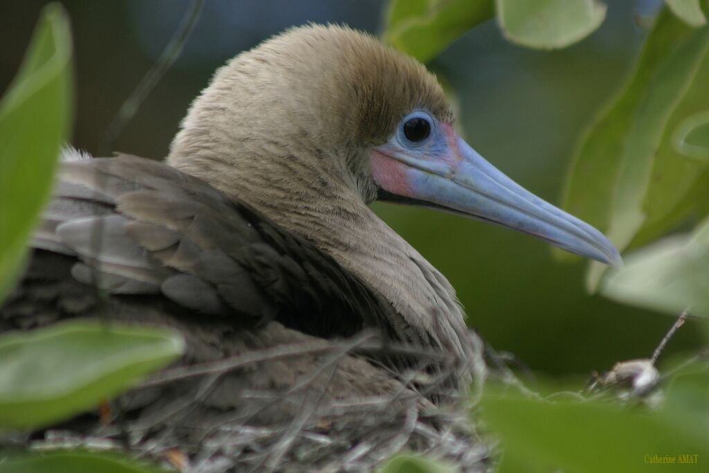 Red-footed Booby