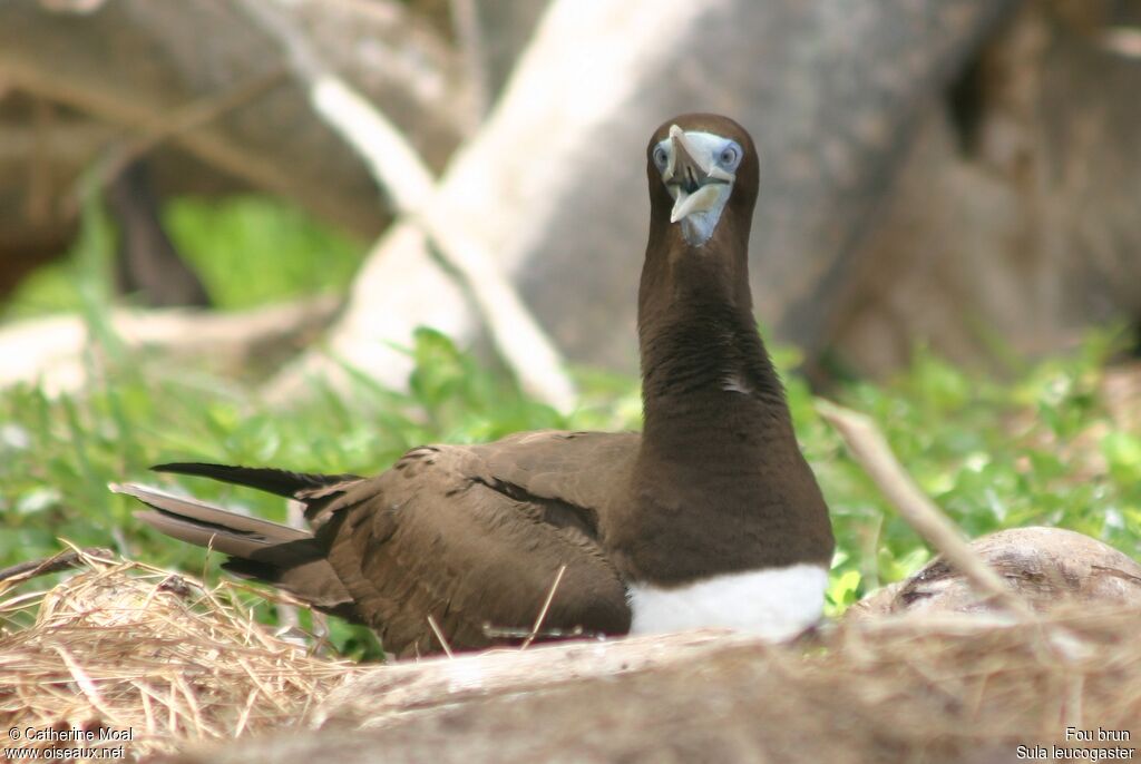 Brown Booby