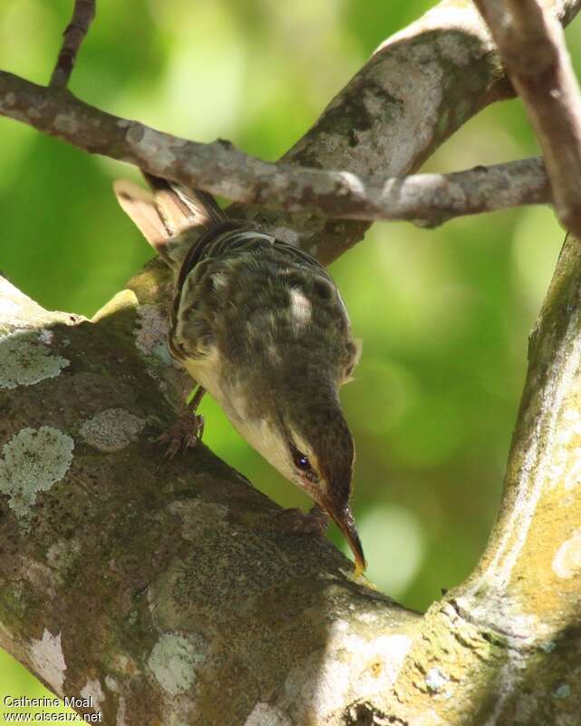 Rousserolle des Marquisesadulte