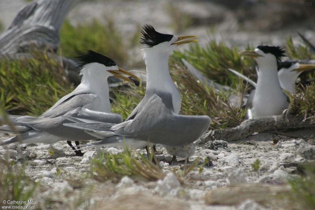 Greater Crested Tern