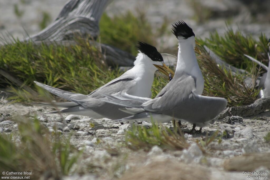 Greater Crested Tern