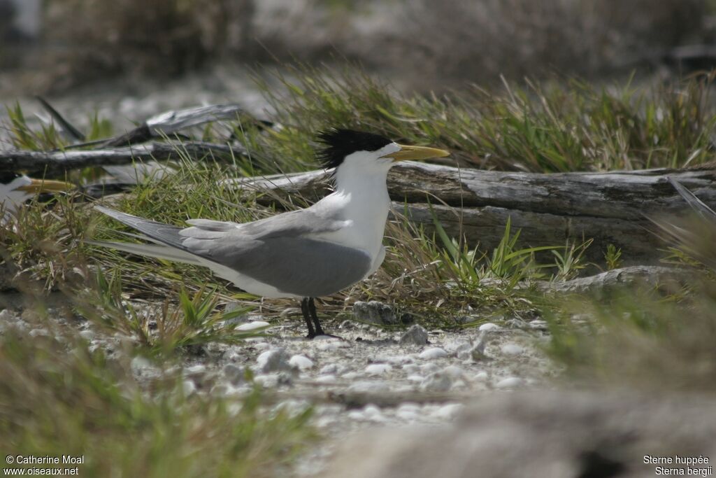 Greater Crested Tern, identification