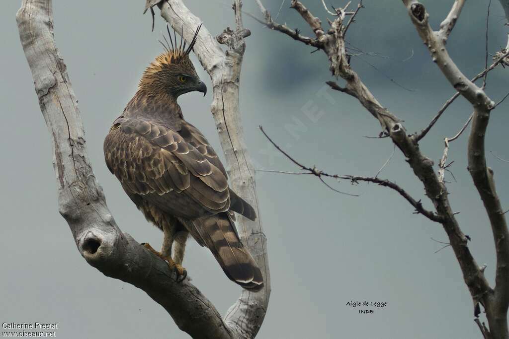 Aigle huppéadulte, identification