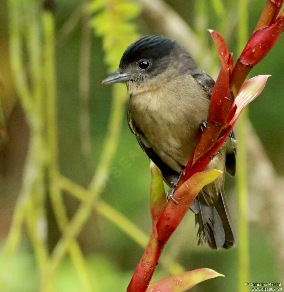 Crested Becard male adult