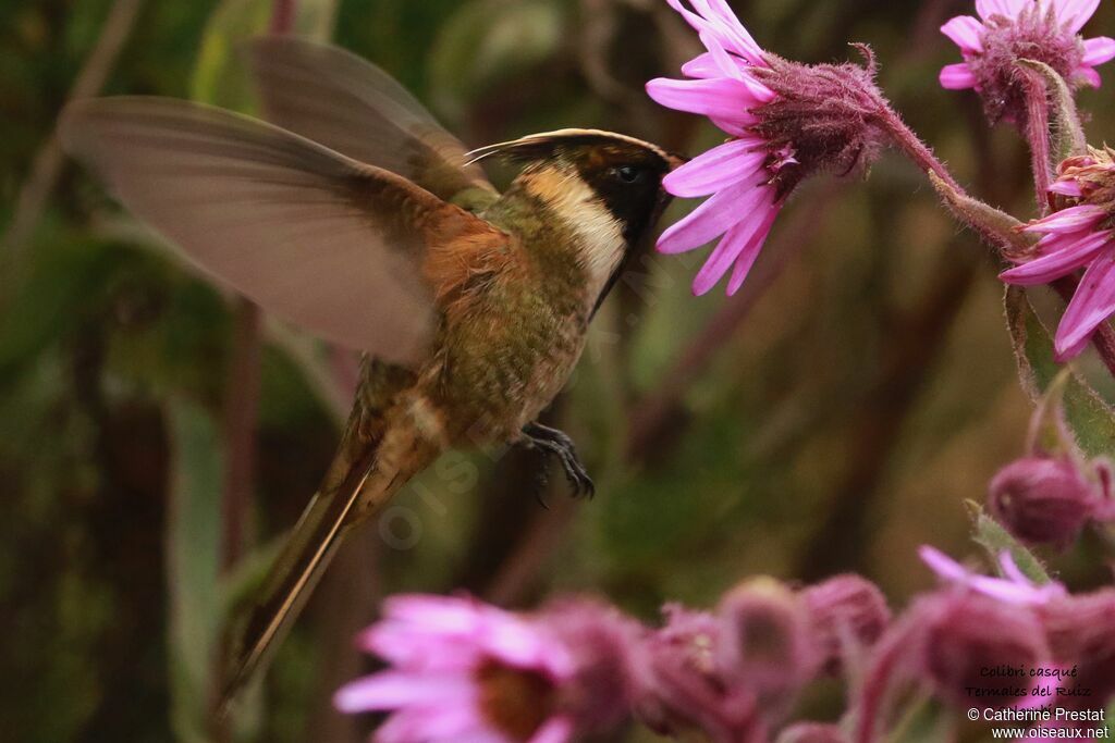 Buffy Helmetcrest