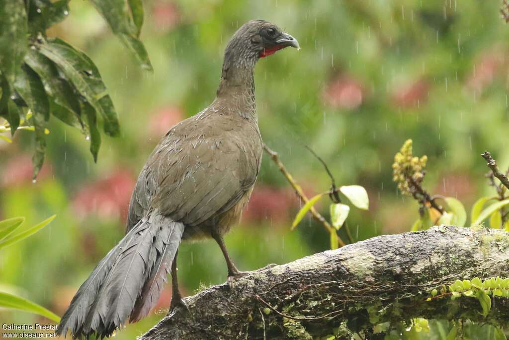 Ortalide de Colombieadulte, habitat, pigmentation