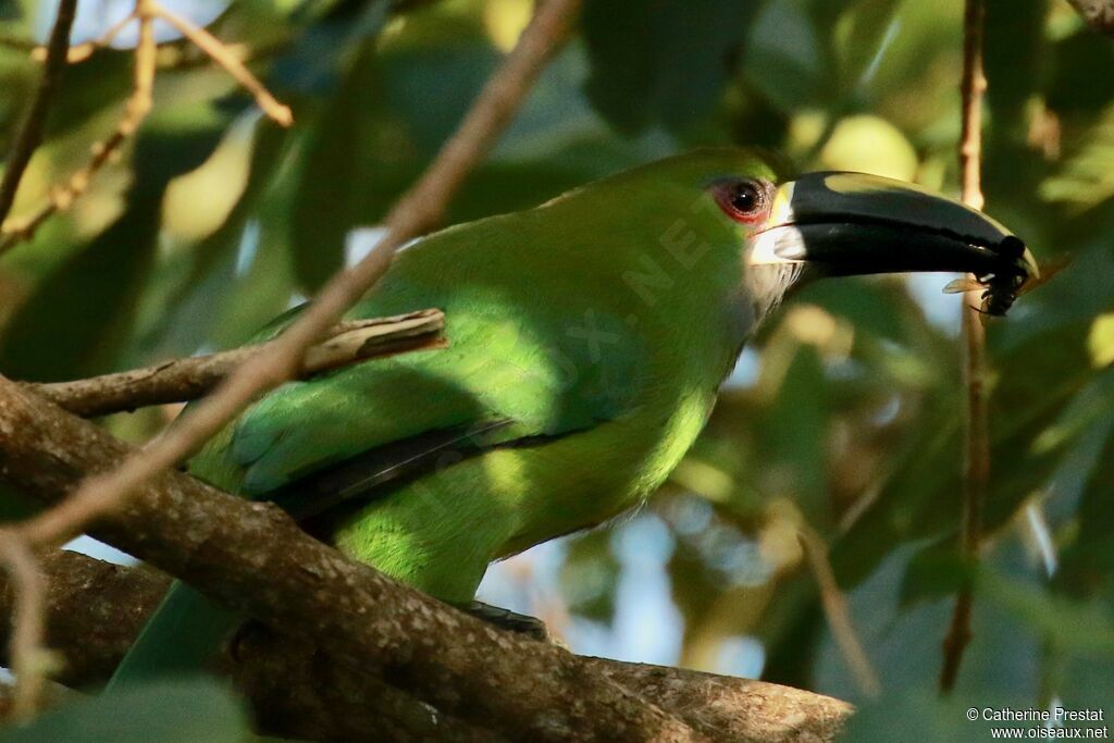 Toucanet des Andes