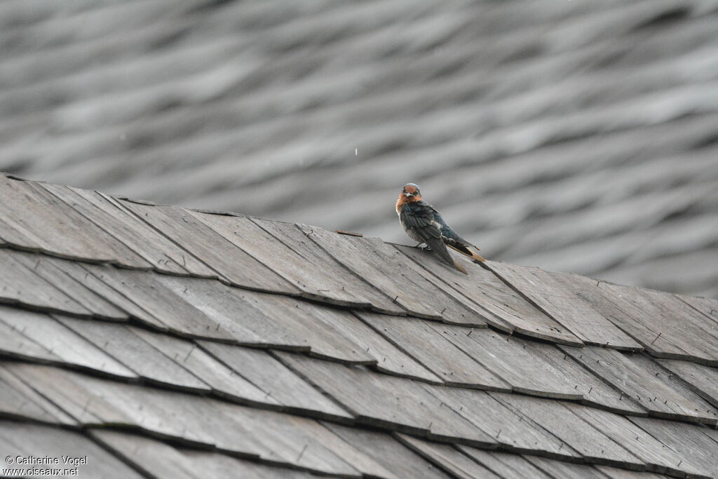 Pacific Swallow
