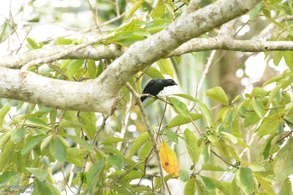 Asian Glossy Starling