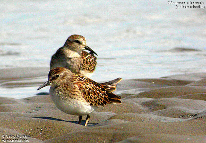 Least Sandpiper
