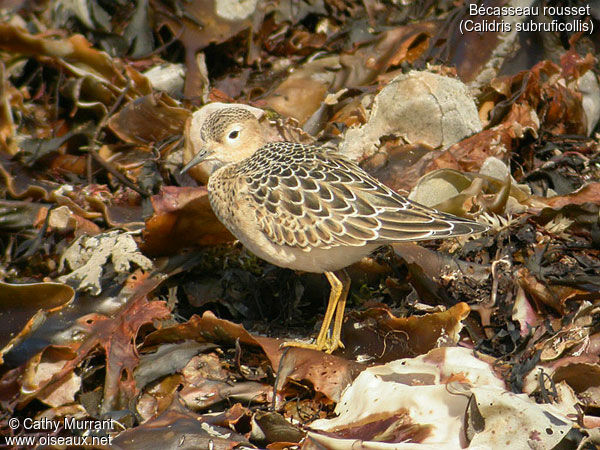 Buff-breasted Sandpiper