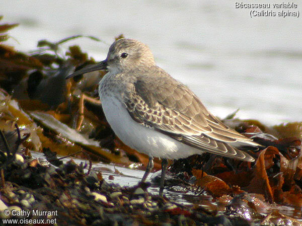 Dunlin