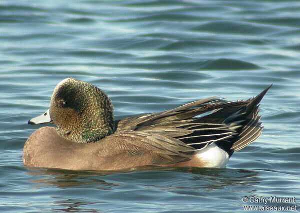 Canard à front blanc