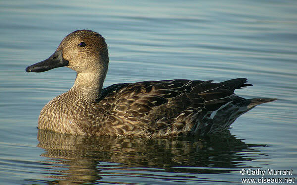 Canard pilet