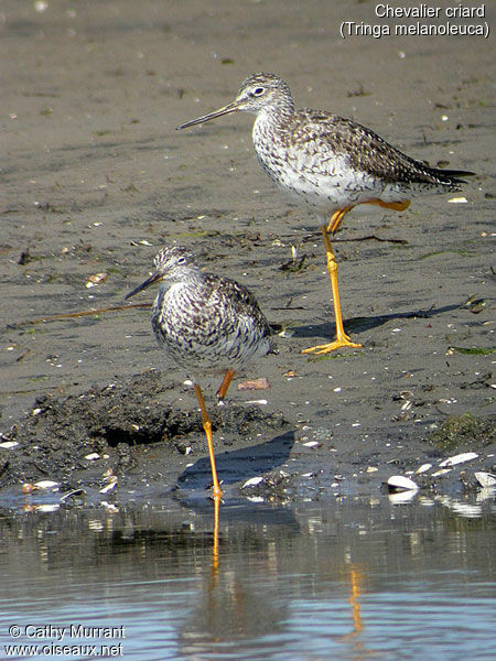 Greater Yellowlegs