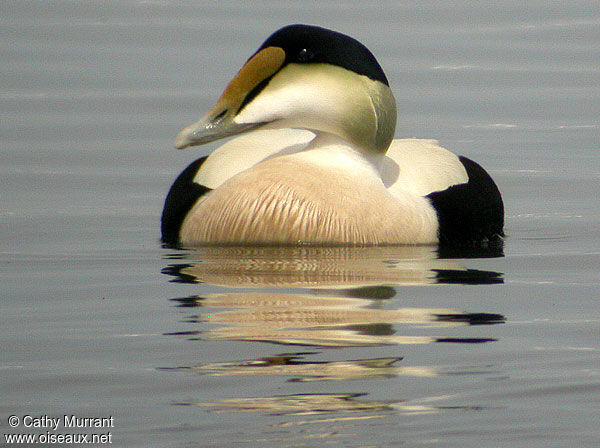 Common Eider