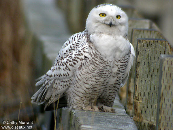 Harfang des neiges