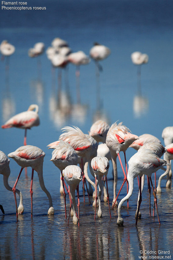 Flamant rose
