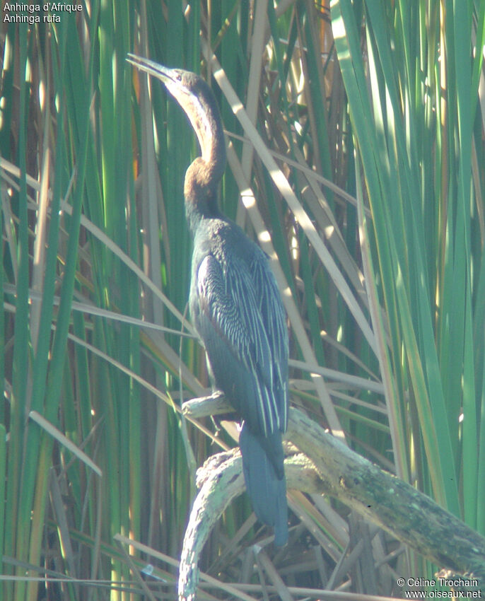 African Darter