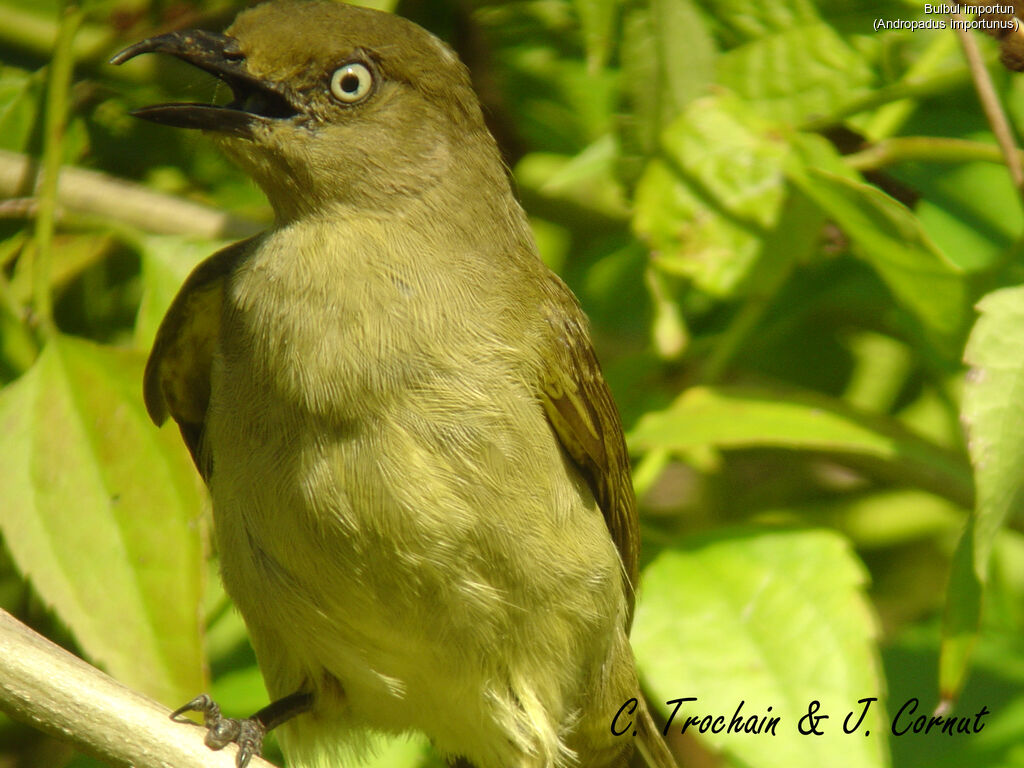 Bulbul importun