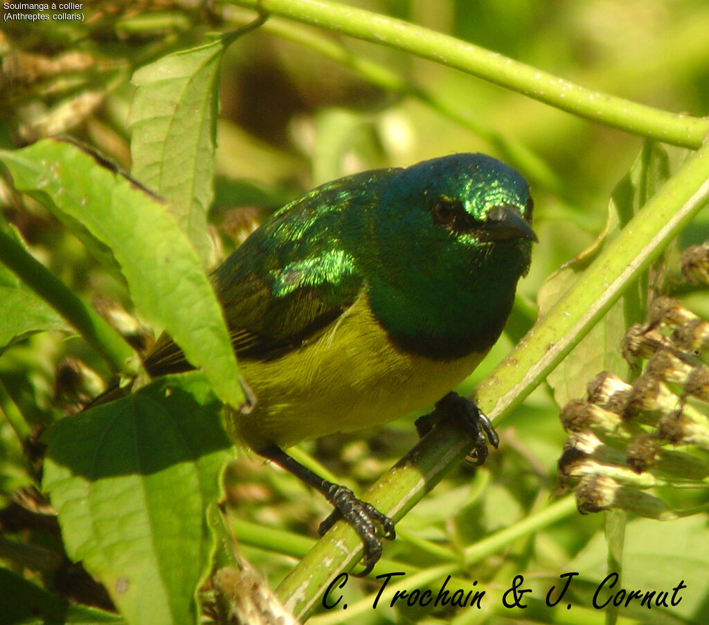 Collared Sunbird