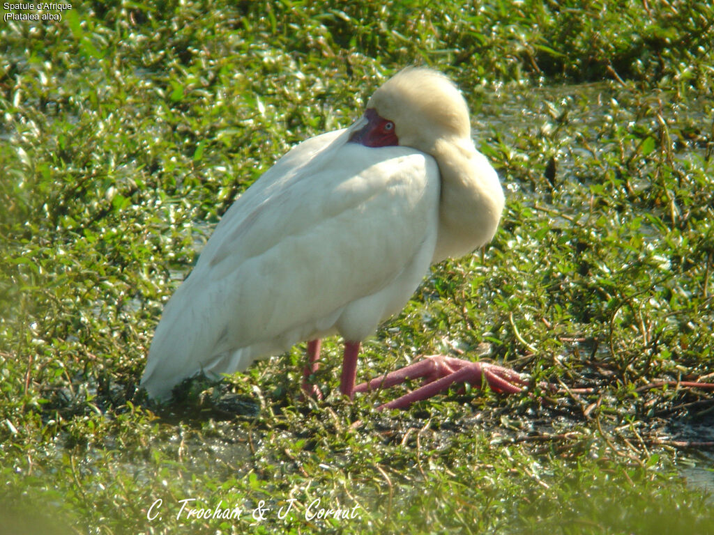 African Spoonbill