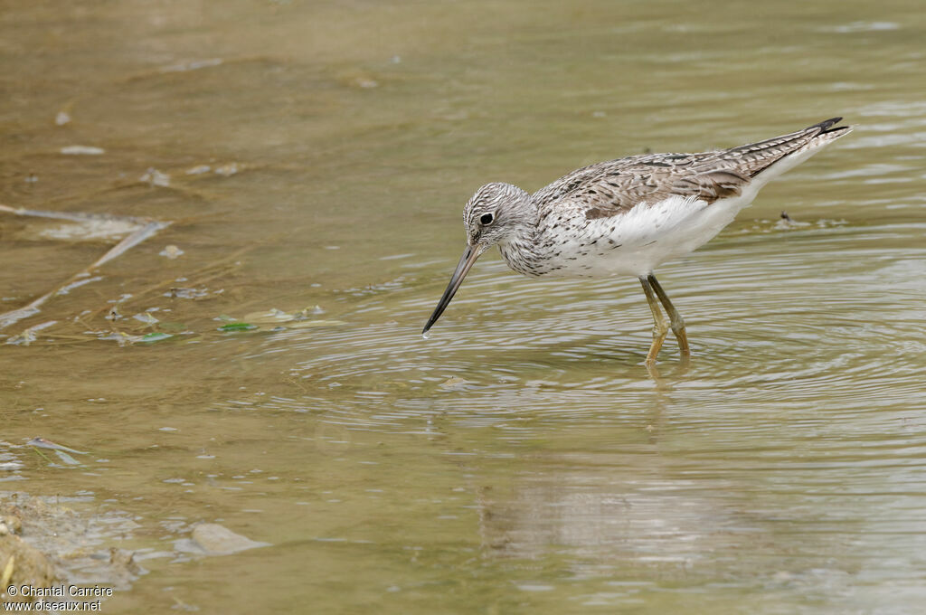 Common Greenshank