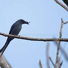 Drongo cendré