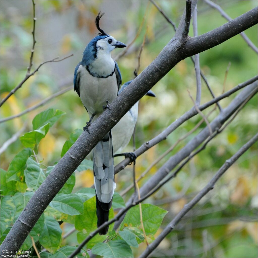 White-throated Magpie-Jay