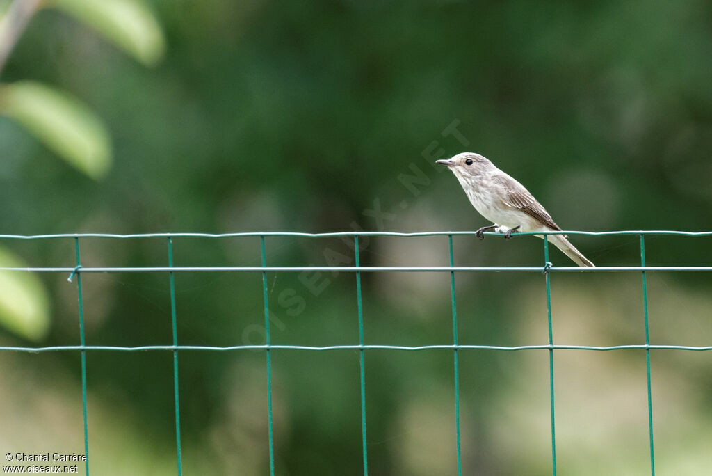 Spotted Flycatcher