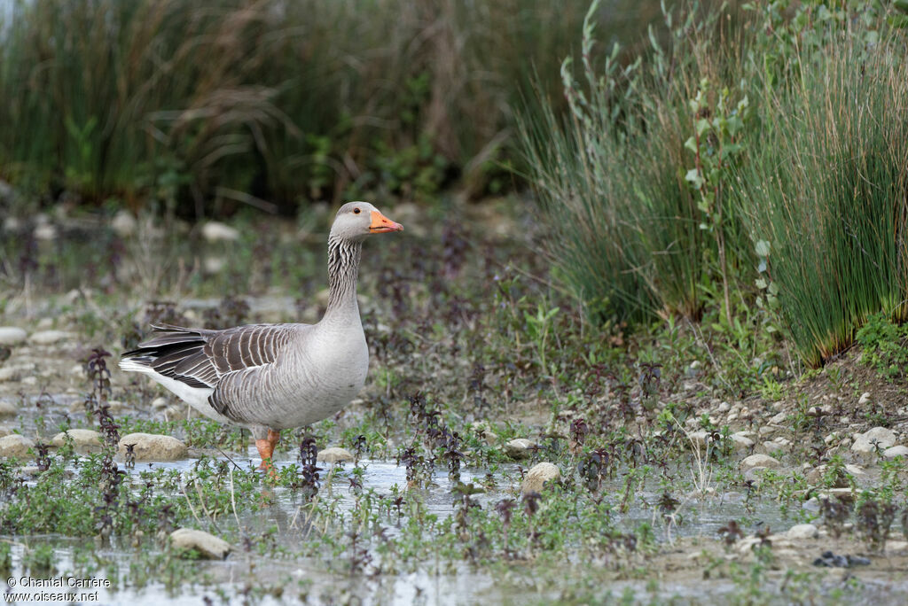 Greylag Goose