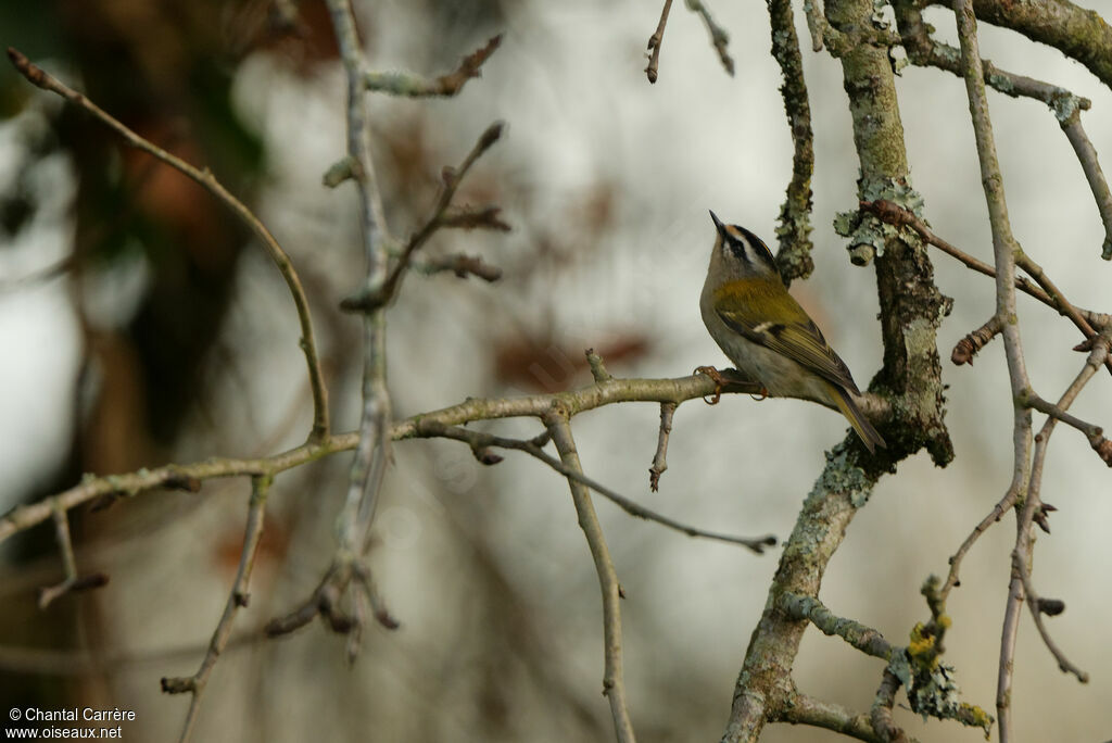 Common Firecrest