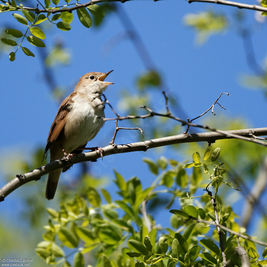 Common Nightingale