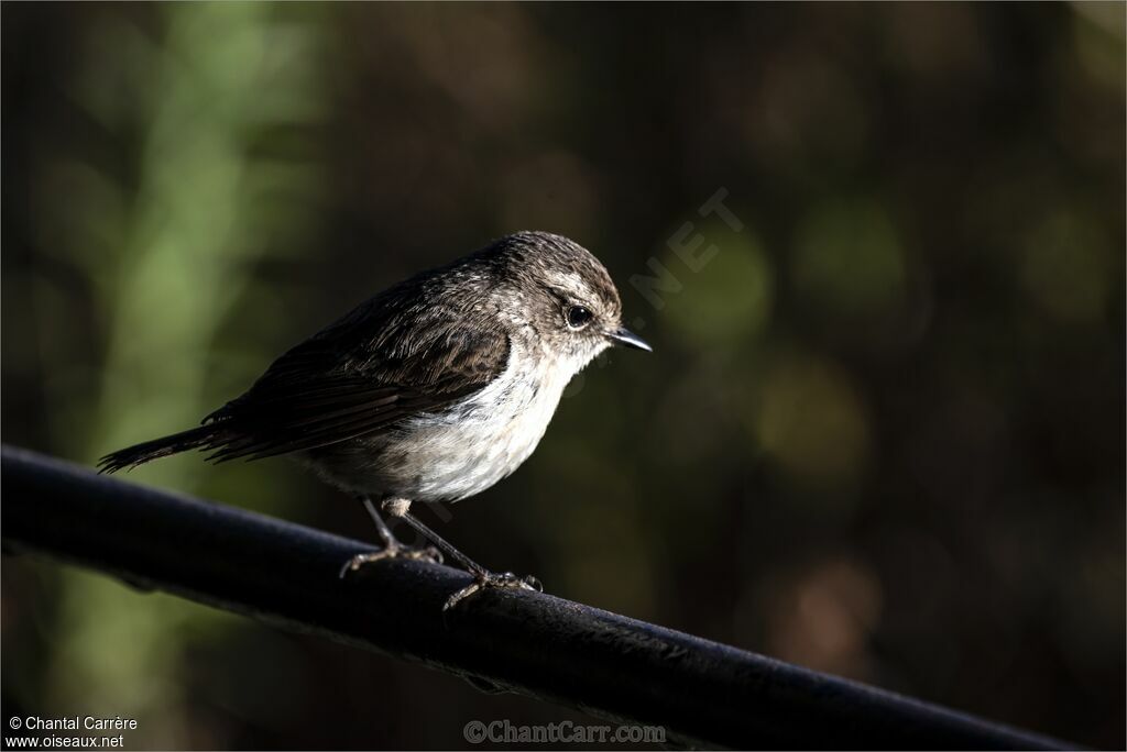 Reunion Stonechat female