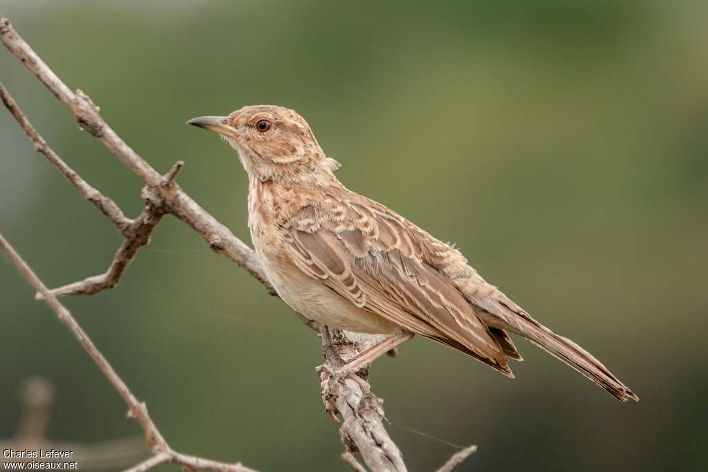 Pink-breasted Larkadult, identification