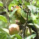 Conure de Hoffmann