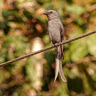 Drongo cendré