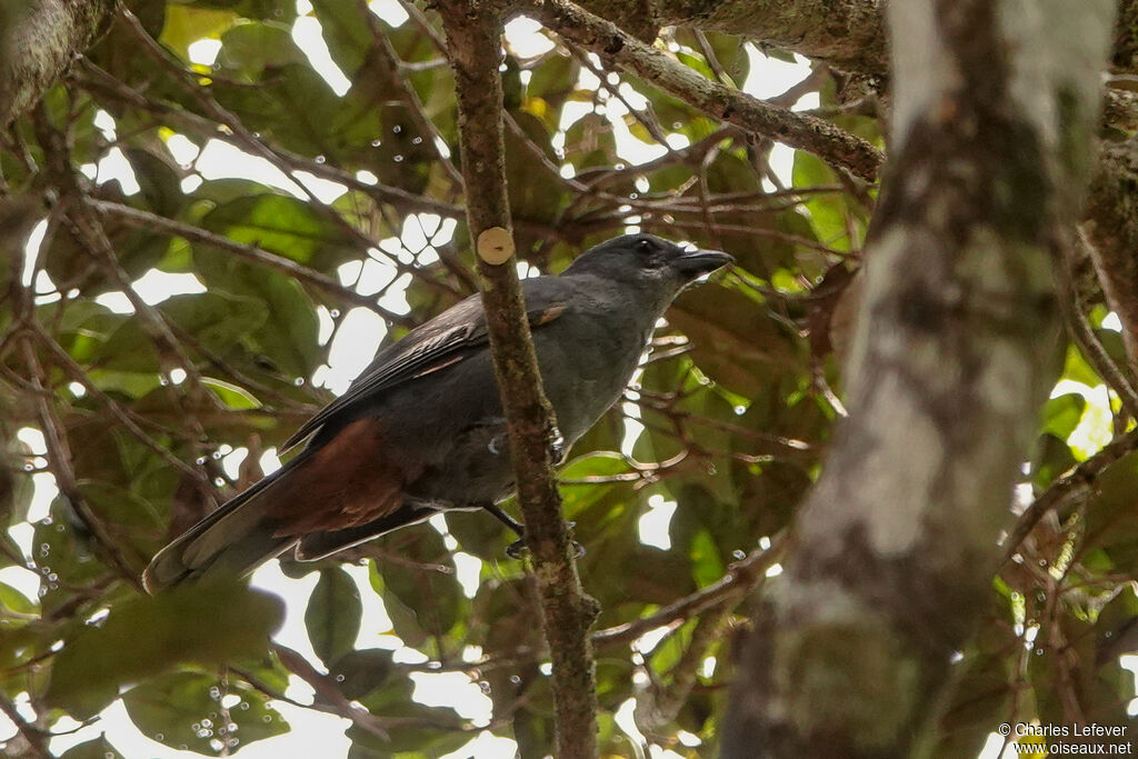 New Caledonian Cuckooshrikeadult