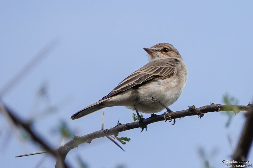 Gambaga Flycatcher