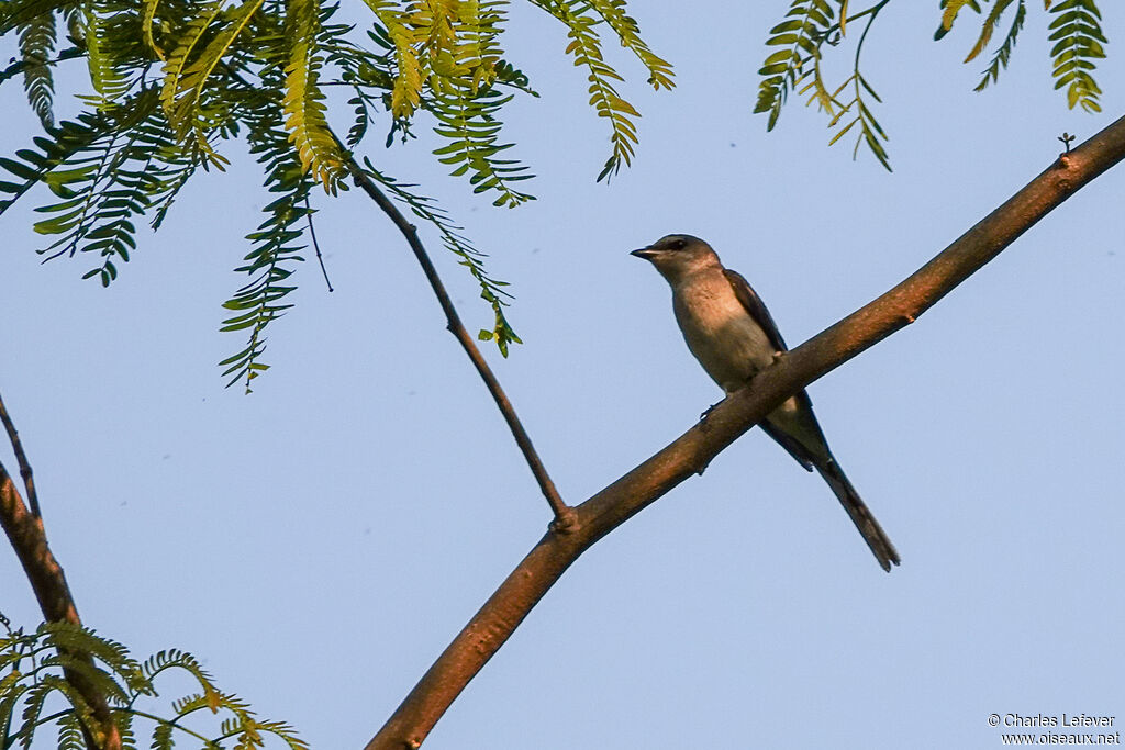 Swinhoe's Minivet