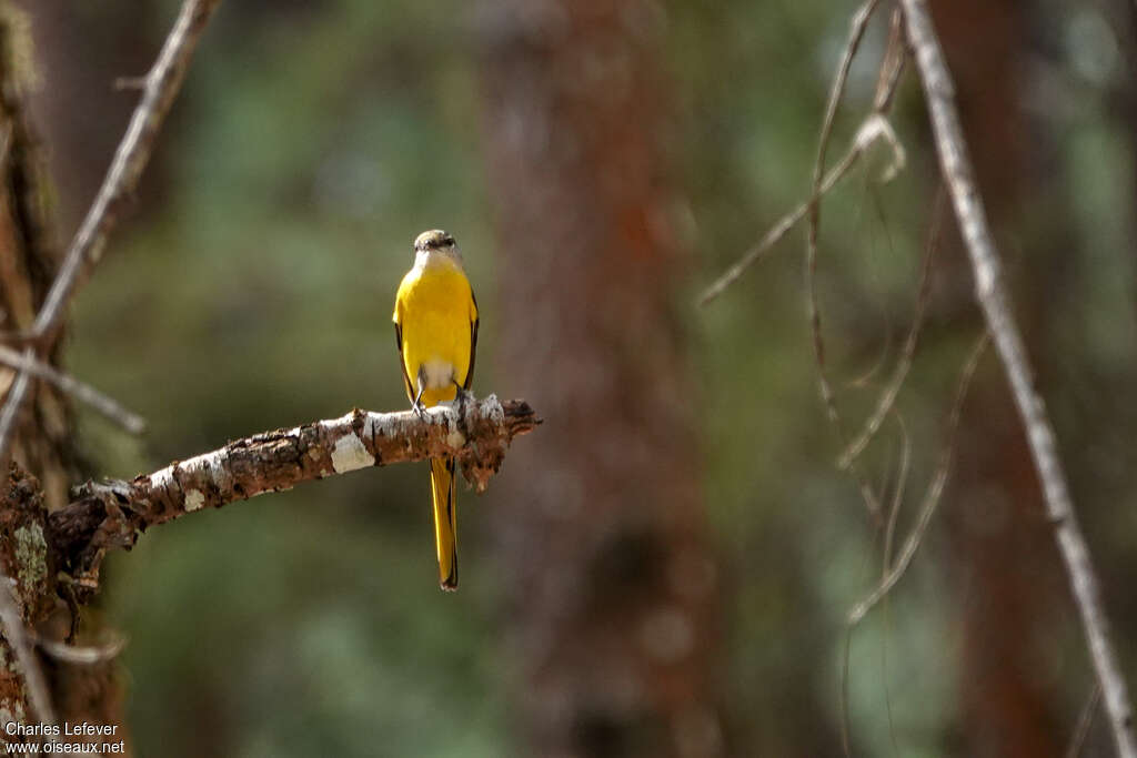 Grey-chinned Minivet female adult, pigmentation