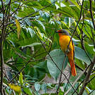 Minivet rouge