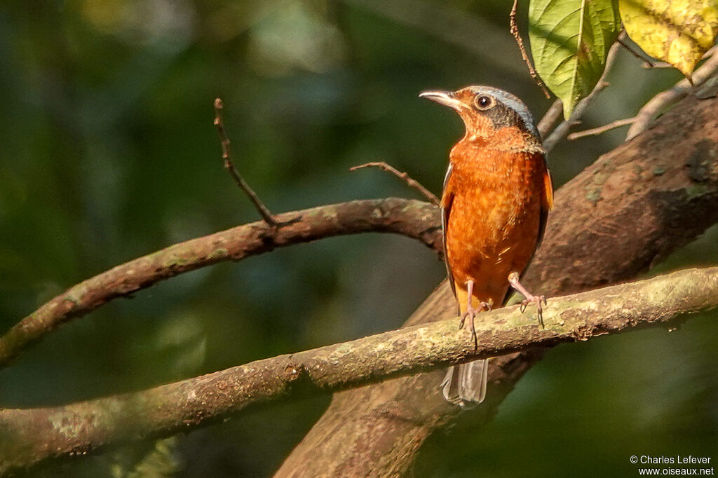 White-throated Rock Thrush male adult breeding