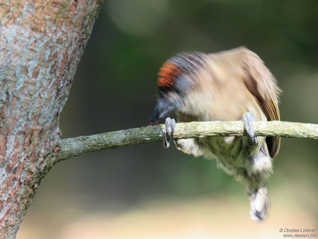Olivaceous Piculet male adult, eats