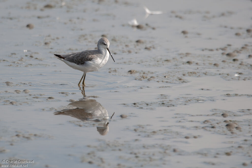 Marsh Sandpiper, identification, pigmentation, walking, fishing/hunting