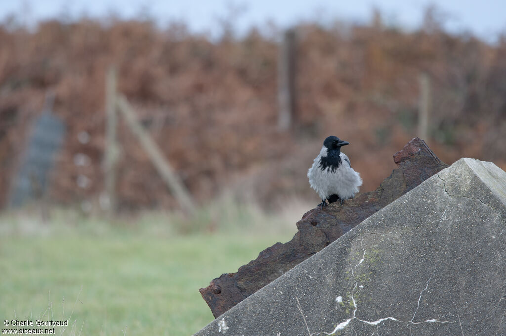 Hooded Crow, identification, pigmentation